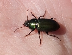Harpalus distinguendus
