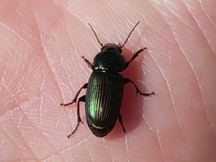 Harpalus distinguendus