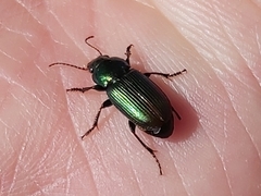 Harpalus distinguendus