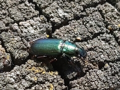 Harpalus distinguendus