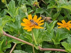 Apis mellifera