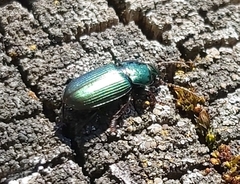 Harpalus distinguendus
