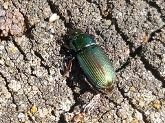 Harpalus distinguendus