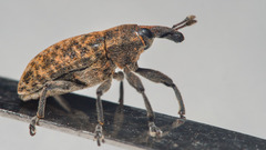 Larinus carlinae
