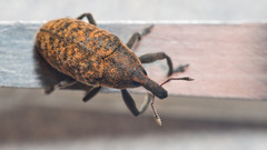 Larinus carlinae
