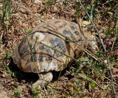 Testudo graeca