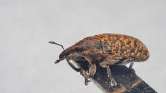 Larinus carlinae
