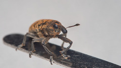 Larinus carlinae