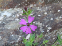 Silene acutifolia