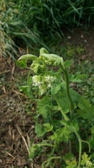 Heracleum sphondylium sphondylium