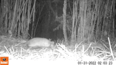 Cabassous unicinctus