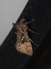 Argyrogramma signata