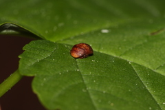 Penthimia nigra