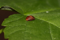 Penthimia nigra