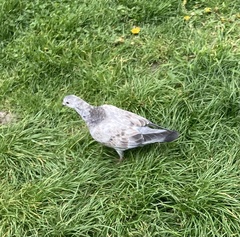 Columba livia domestica