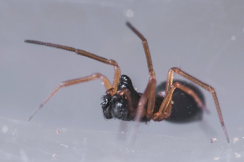 Representative image of Entelecara