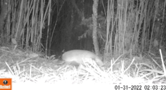 Cabassous unicinctus