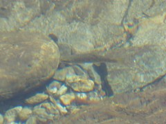 Salmo trutta
