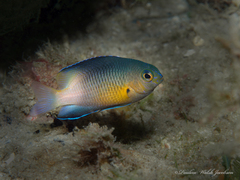 Bicolor Damselfish photo 2
