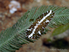 Bunodeopsis globulifera