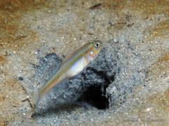 Microgobius carri