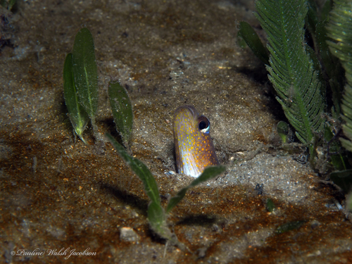 Photo of Atlantic garden eel (Heteroconger longissimus)