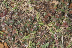 Trifolium scabrum image