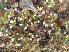 Chorizanthe rectispina