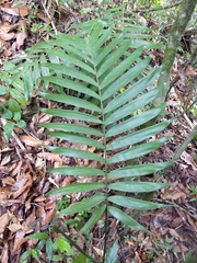 Chamaedorea quezalteca