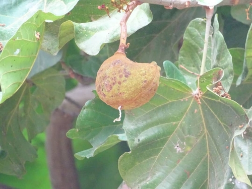 Cola cordifolia