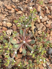 Chorizanthe rectispina