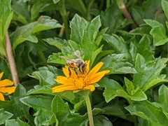 Apis mellifera