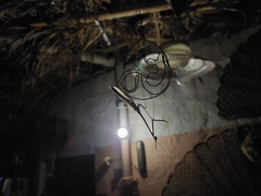 Hypsicorypha gracilis