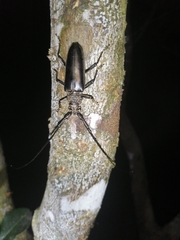 Nadezhdiella cantori