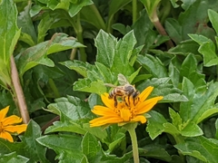 Apis mellifera