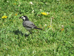 Motacilla alba