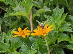 Apis mellifera