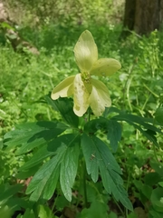 Anemonoides × lipsiensis