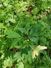 Anemonoides × lipsiensis