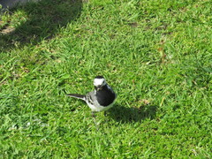 Motacilla alba