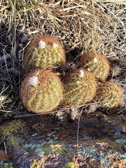 Echinocereus reichenbachii
