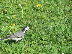 Motacilla alba