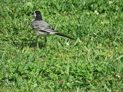 Motacilla alba