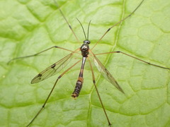 Ptychoptera contaminata