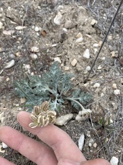 Vesper purpurascens