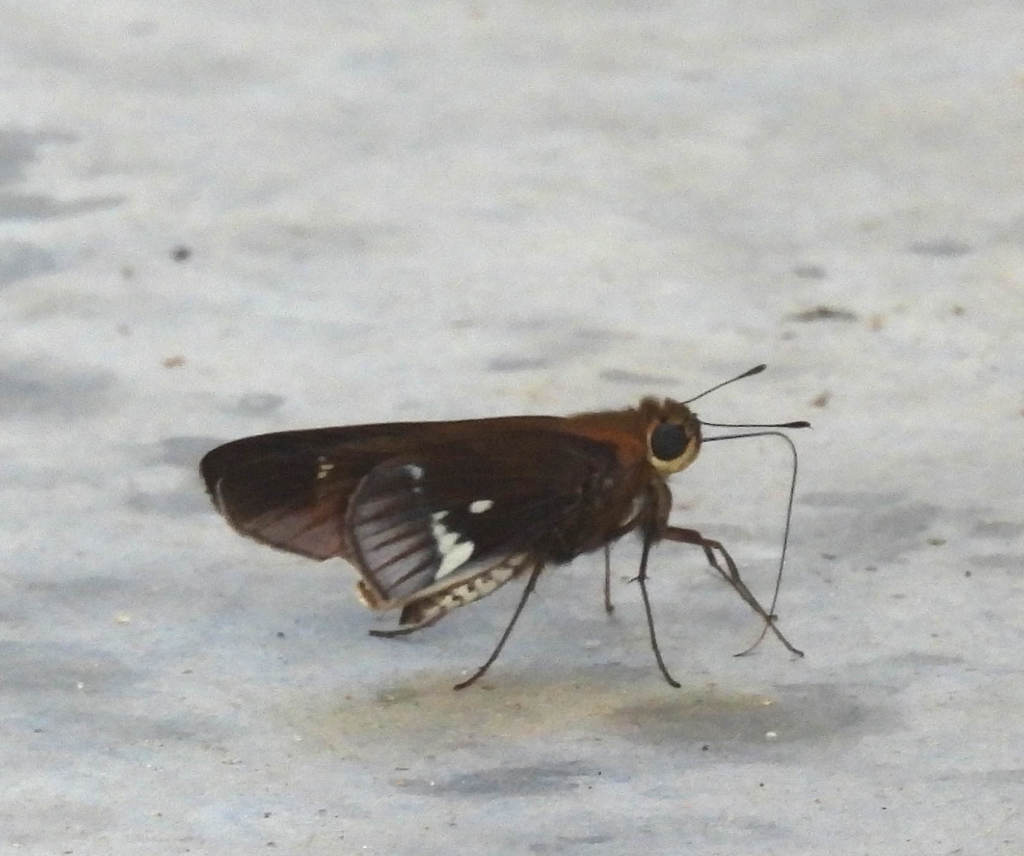 Panoquina pauper