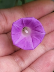 Ipomoea dumetorum