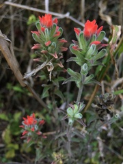 Castilleja nervata