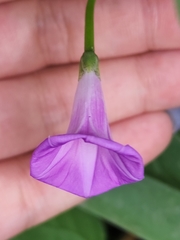 Ipomoea dumetorum