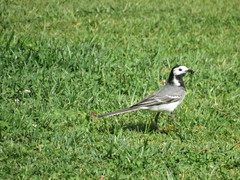 Motacilla alba